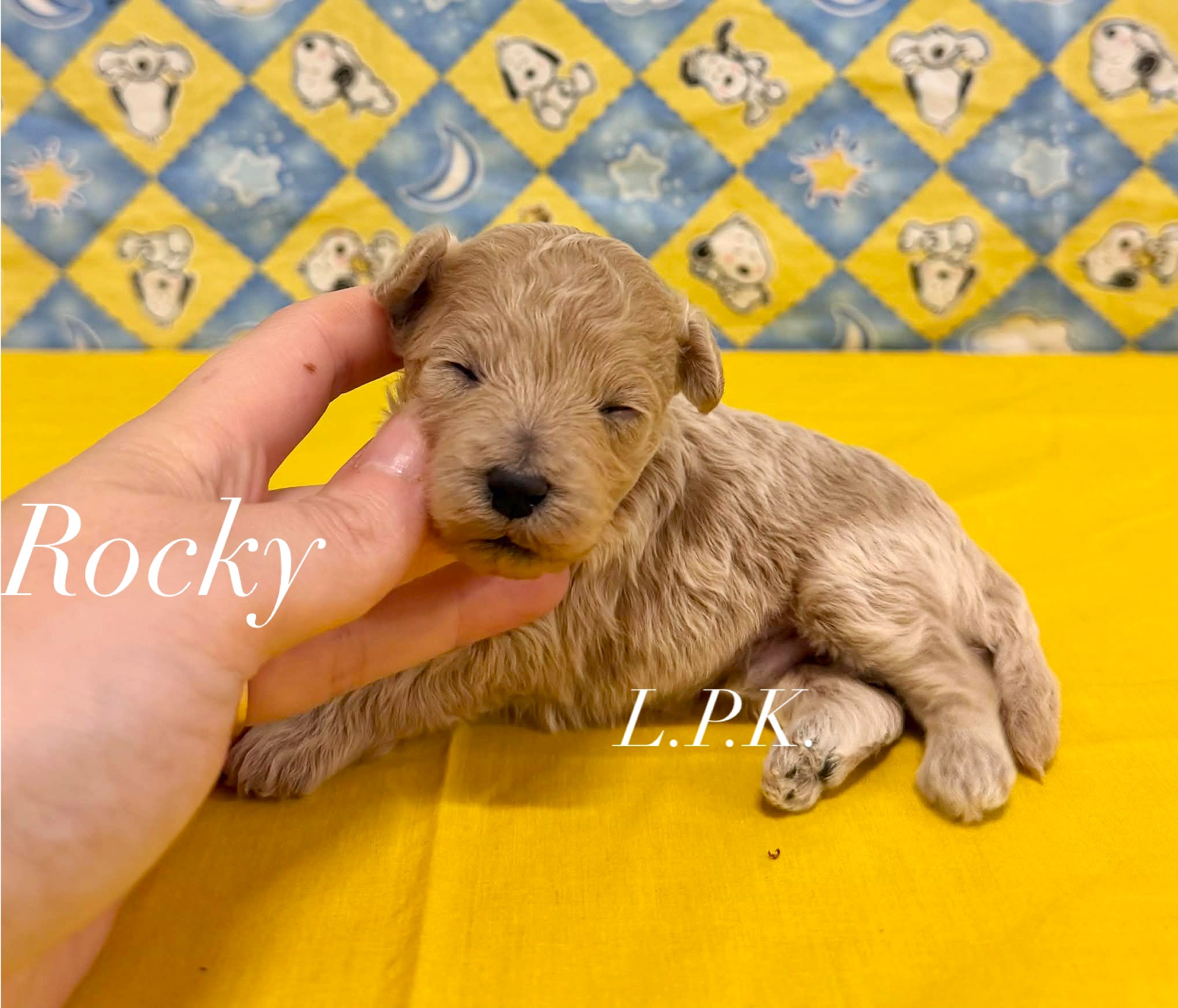 Designer Pups